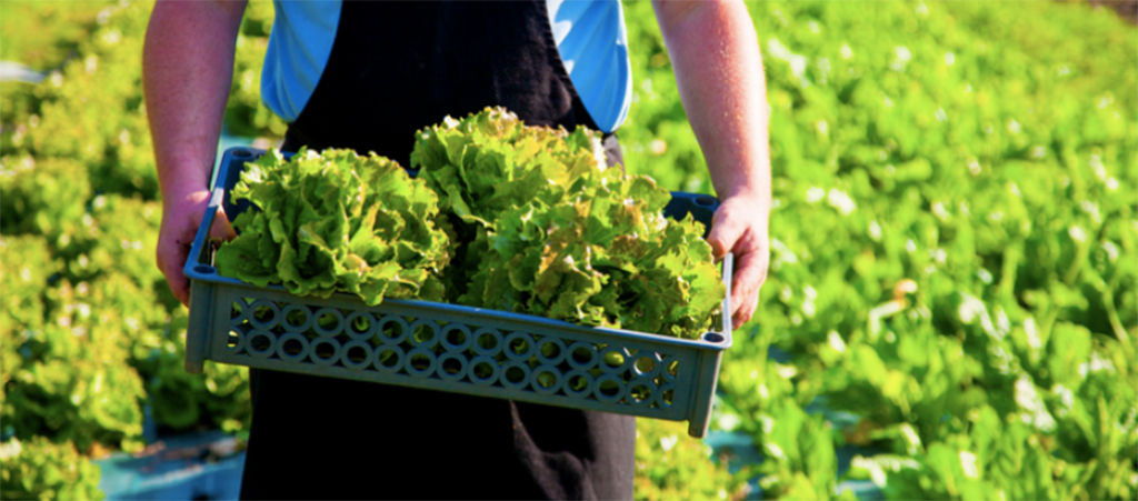 farmer holding basket of lettuces
